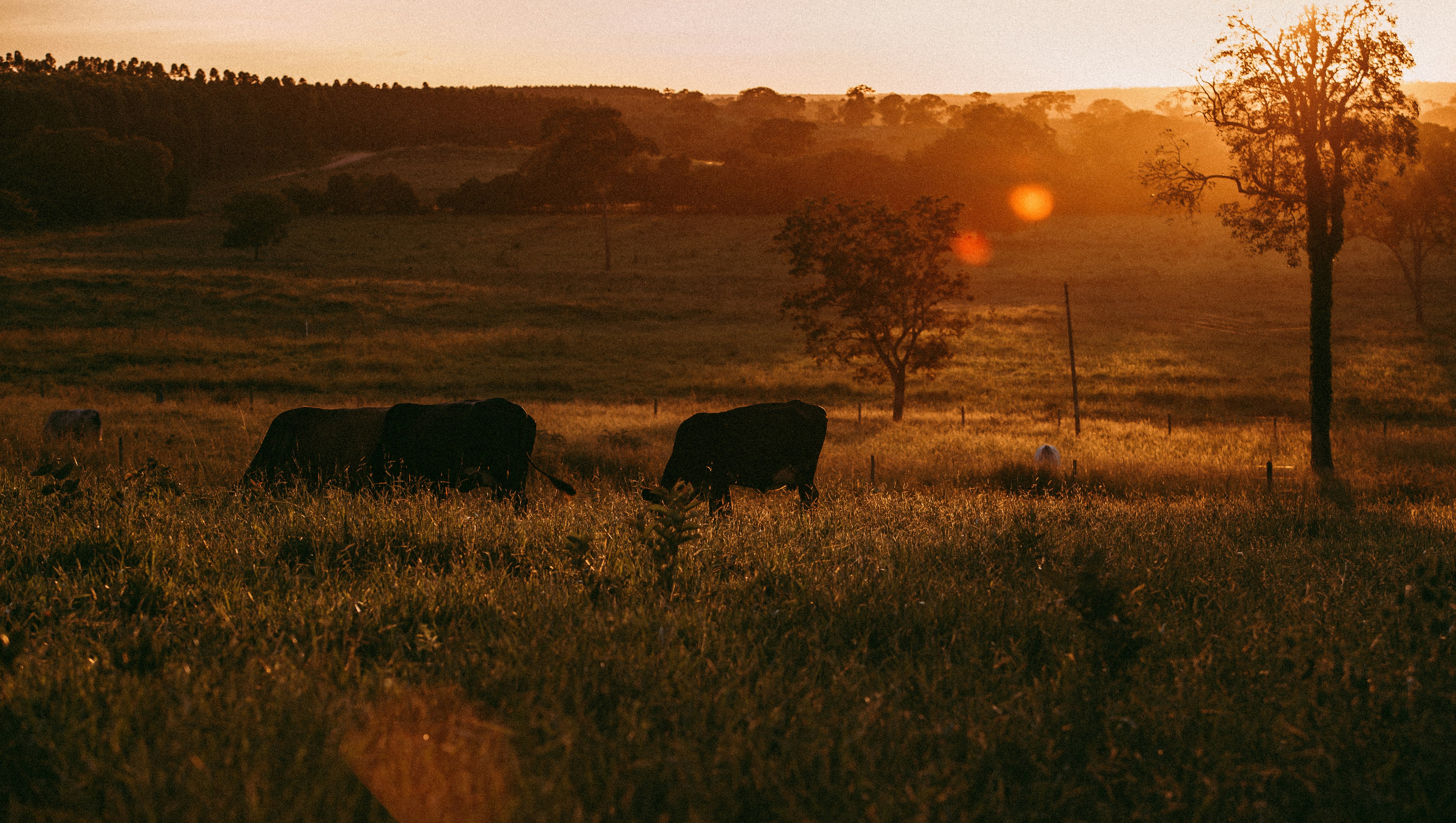 green grass field